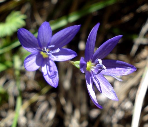 Geissorhiza aspera flowers